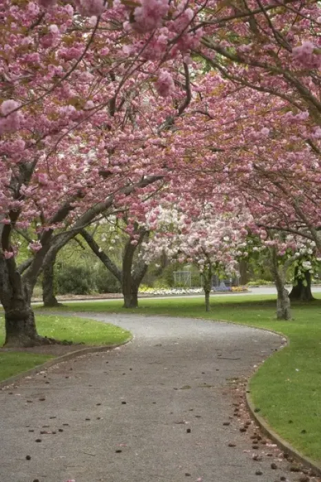 Framed Print : Spring Blossom, Ashburton Domain, Mid-Canterbury, South Island, New Zealand
