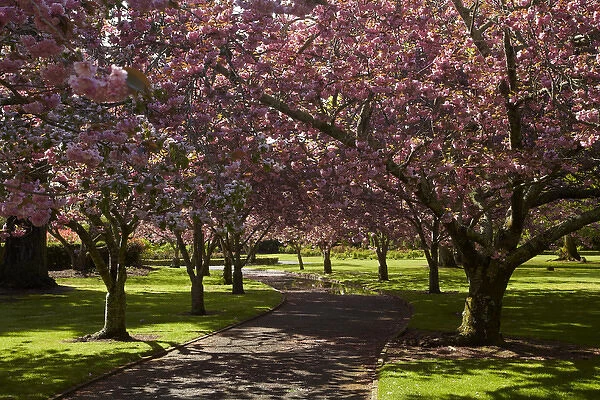 Spring Blossom, Ashburton Domain, Mid-Canterbury, South Island, New Zealand