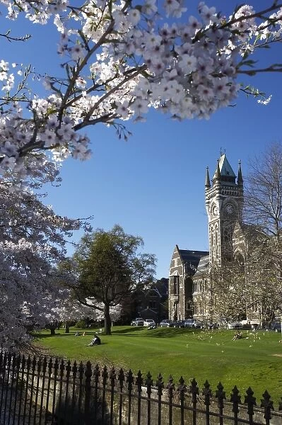 Spring Blossom and Clock Tower, Historical Registry Building, University of Otago