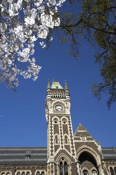 Spring Blossom and Clock Tower, Historical Registry Building, University of Otago