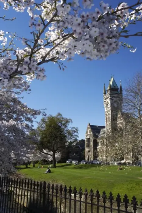 Framed Print : Spring Blossom and Clock Tower, Historical Registry Building, University of Otago Framed Print : Spring Blossom and Clock Tower, Historical Registry Building, University of Otago