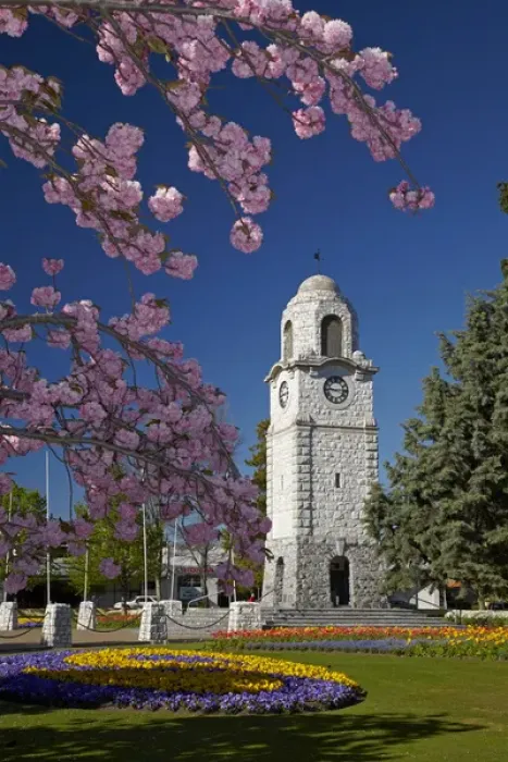 Framed Print : Spring blossom and Memorial Clock Tower, Seymour Square, Blenheim, Marlborough, South Island