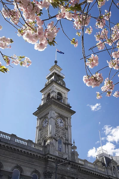 Spring Blossom and Minicipal Chambers Clock Tower, Octagon, Dunedin, Otago, South Island