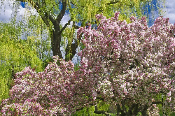 Spring blossoms at the Public Garden, Boston, Massachusetts USA