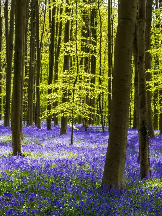Framed Print : Spring in the Blue Forest Framed Print : Spring in the Blue Forest
