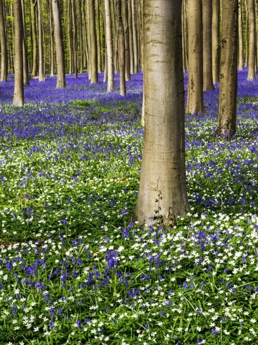 Framed Print : Spring in the Blue Forest