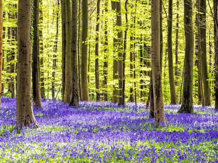 Framed Print : Spring in the Blue Forest