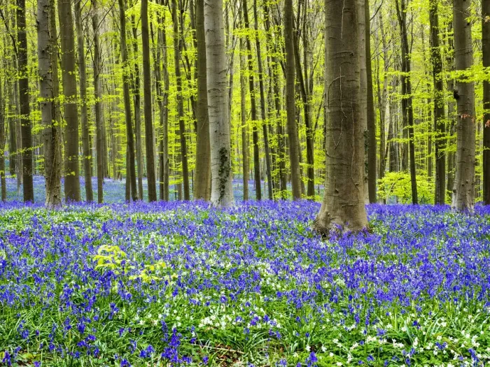 Framed Print : Spring in the Blue Forest Framed Print : Spring in the Blue Forest