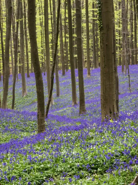 Framed Print : Spring in the Blue Forest Framed Print : Spring in the Blue Forest