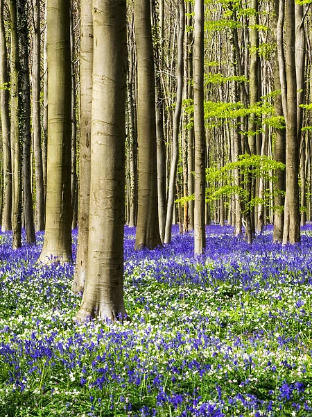 Spring in the Blue Forest