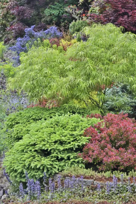 Framed Print : Spring color with deer proof shrubs and trees, Sammamish, Washington State Framed Print : Spring color with deer proof shrubs and trees, Sammamish, Washington State