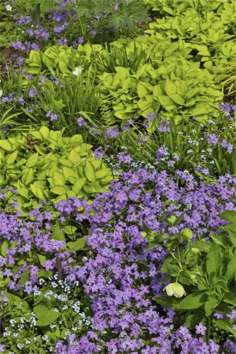 Framed Print : Spring colors Chanticleer Garden, Wayne, Pennsylvania