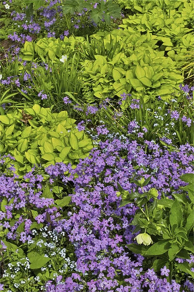 Spring colors Chanticleer Garden, Wayne, Pennsylvania