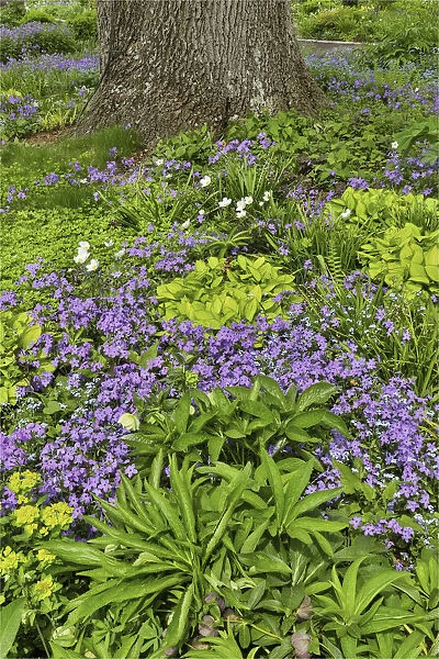 Spring colors, Chanticleer Garden, Wayne, Pennsylvania