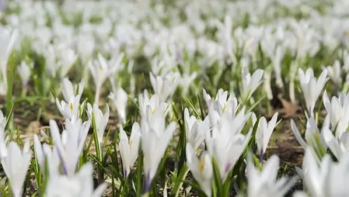 Framed Print : Spring Crocus (Crocus vernus) in the austrian alps in the Eng valley