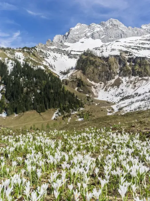 Framed Print : Spring Crocus (Crocus vernus) in the austrian alps in the Eng valley Framed Print : Spring Crocus (Crocus vernus) in the austrian alps in the Eng valley
