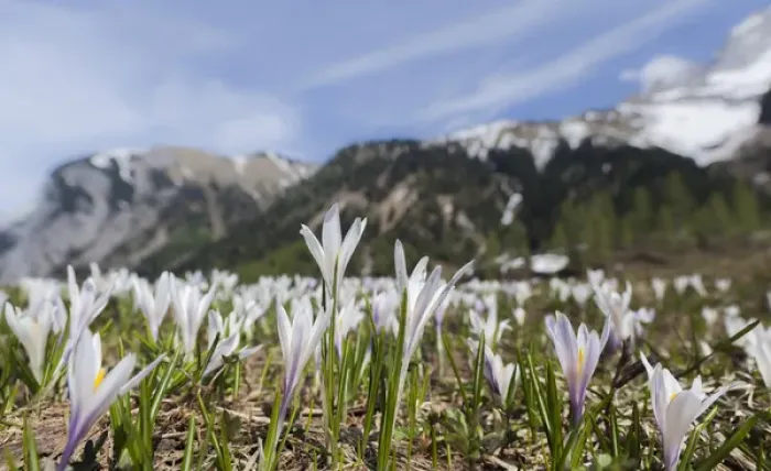 Framed Print : Spring Crocus (Crocus vernus) in the austrian alps in the Eng valley
