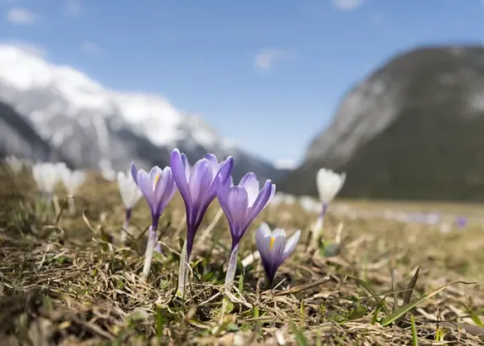 Framed Print : Spring Crocus (Crocus vernus) in full bloom in the Eastern Alps of central Europe