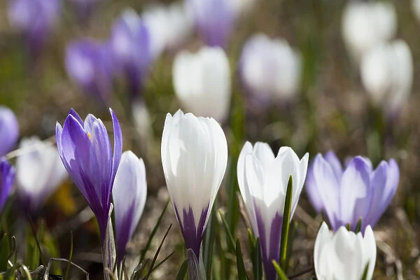 Spring crocus (Crocus vernus) is a harbinger of spring in the high mountains of the alps