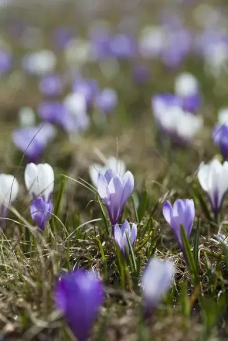 Framed Print : Spring crocus (Crocus vernus) is a harbinger of spring in the high mountains of the alps