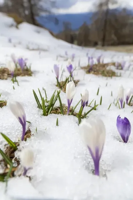 Framed Print : Spring Crocus (Crocus vernus) in the south tyrolian alps are the harbinger of spring Framed Print : Spring Crocus (Crocus vernus) in the south tyrolian alps are the harbinger of spring