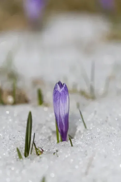 Framed Print : Spring Crocus (Crocus vernus) in the south tyrolian alps are the harbinger of spring