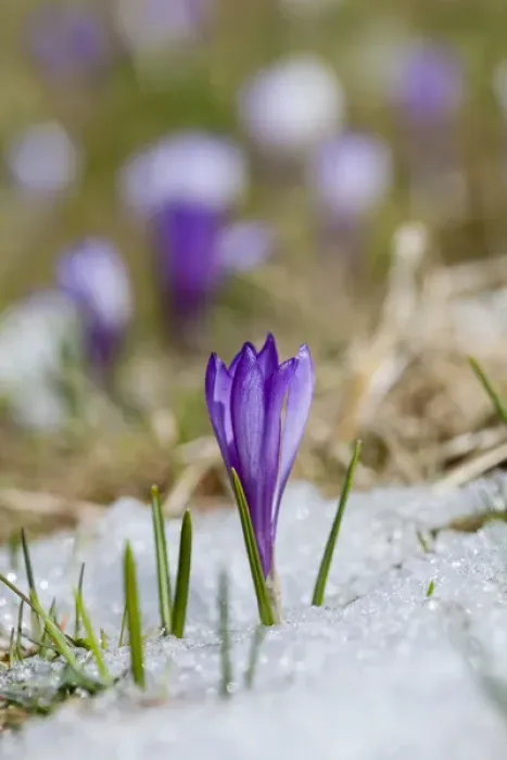 Framed Print : Spring Crocus (Crocus vernus) in the south tyrolian alps are the harbinger of spring Framed Print : Spring Crocus (Crocus vernus) in the south tyrolian alps are the harbinger of spring