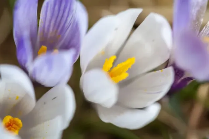 Framed Print : Spring Crocus (Crocus vernus) in the south tyrolian alps are the harbinger of spring