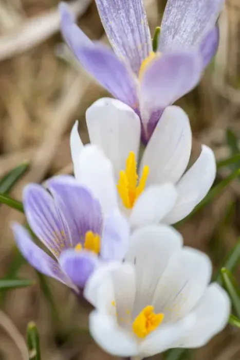 Framed Print : Spring Crocus (Crocus vernus) in the south tyrolian alps are the harbinger of spring