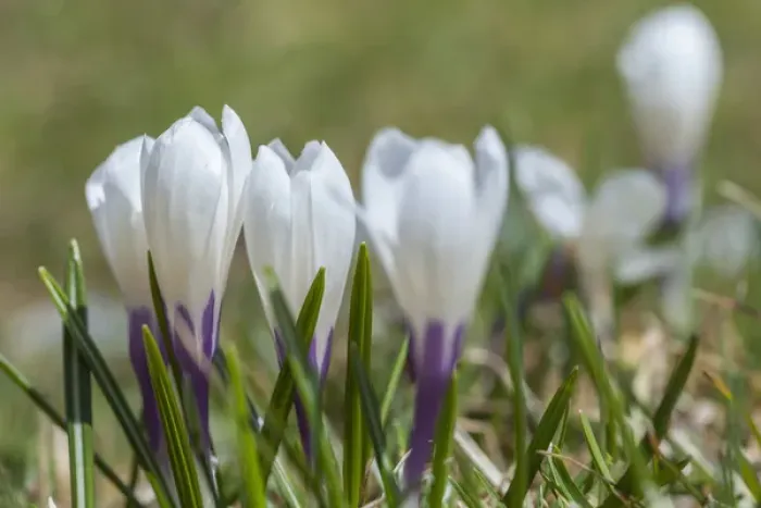 Framed Print : Spring Crocus (Crocus vernus) in the south tyrolian alps are the harbinger of spring Framed Print : Spring Crocus (Crocus vernus) in the south tyrolian alps are the harbinger of spring