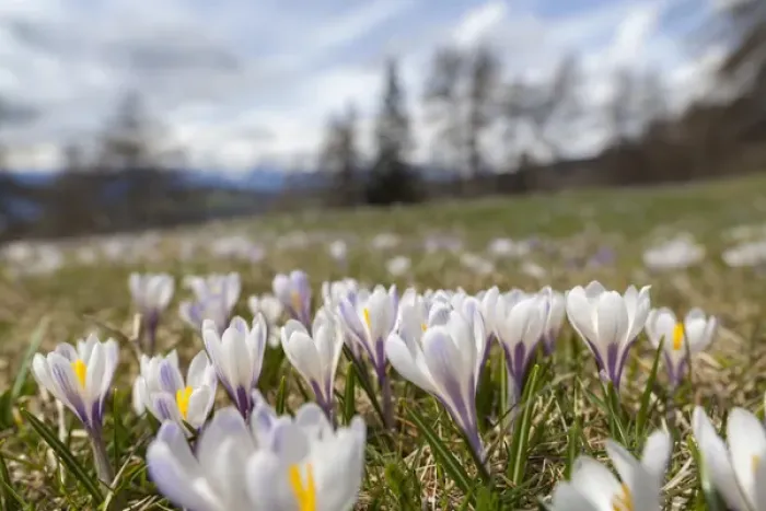 Framed Print : Spring Crocus (Crocus vernus) in the south tyrolian alps are the harbinger of spring