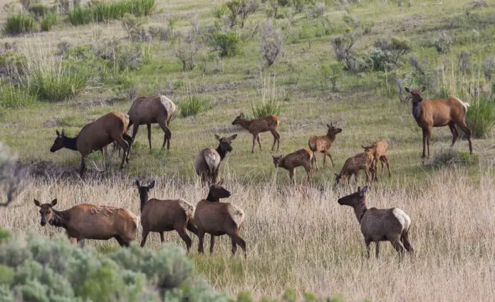Framed Print : Spring elk herd, cows and calves Framed Print : Spring elk herd, cows and calves