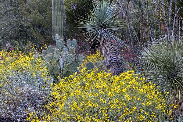 Spring floral desert gardens at the Arizona Sonoran Desert Museum in Tucson, Arizona, USA