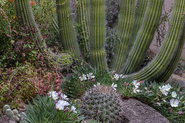 Spring floral desert gardens at the Arizona Sonoran Desert Museum in Tucson, Arizona, USA