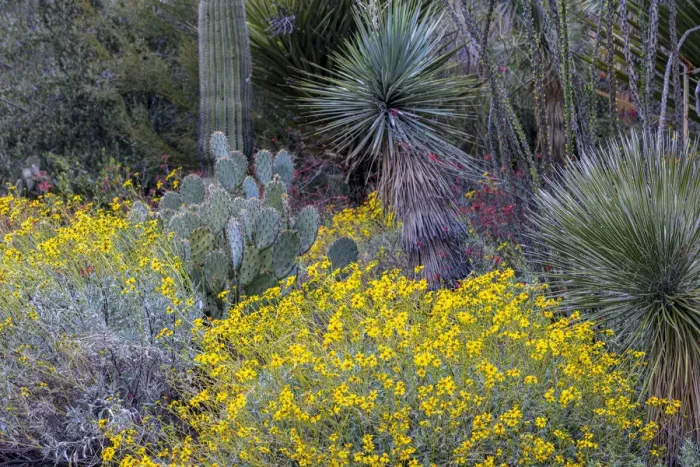 Framed Print : Spring floral desert gardens at the Arizona Sonoran Desert Museum in Tucson, Arizona, USA Framed Print : Spring floral desert gardens at the Arizona Sonoran Desert Museum in Tucson, Arizona, USA