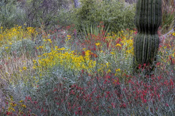 Framed Print : Spring floral desert gardens at the Arizona Sonoran Desert Museum in Tucson, Arizona, USA Framed Print : Spring floral desert gardens at the Arizona Sonoran Desert Museum in Tucson, Arizona, USA