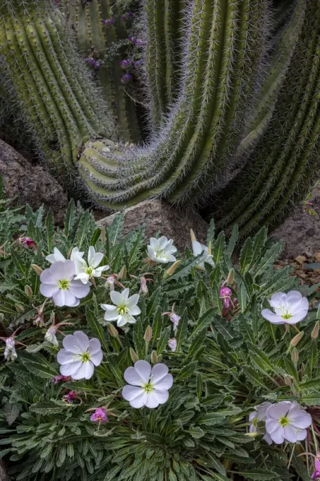 Framed Print : Spring floral desert gardens at the Arizona Sonoran Desert Museum in Tucson, Arizona, USA Framed Print : Spring floral desert gardens at the Arizona Sonoran Desert Museum in Tucson, Arizona, USA