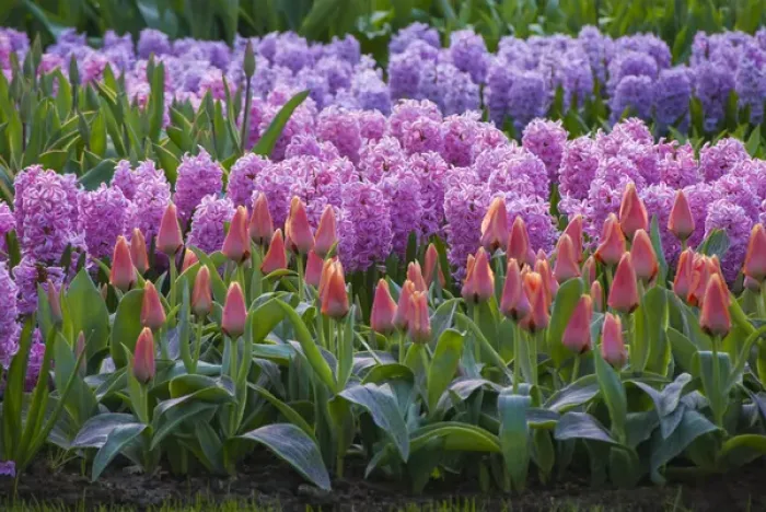 Framed Print : Spring flower garden with tulips and hyacinth Framed Print : Spring flower garden with tulips and hyacinth