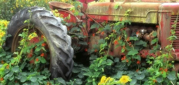 Spring flowers adorn an old tractor