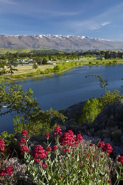 Spring flowers, Lake Dunstan, Cromwell, and Pisa Range, Central Otago, South Island