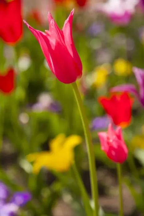 Framed Print : Spring flowers on Pearl Street, Boulder, Colorado, USA Framed Print : Spring flowers on Pearl Street, Boulder, Colorado, USA