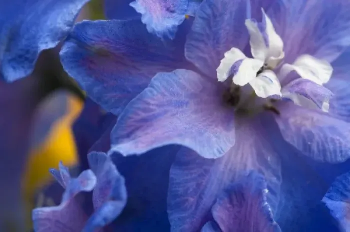 Framed Print : Spring flowers, Pennsylvania, USA