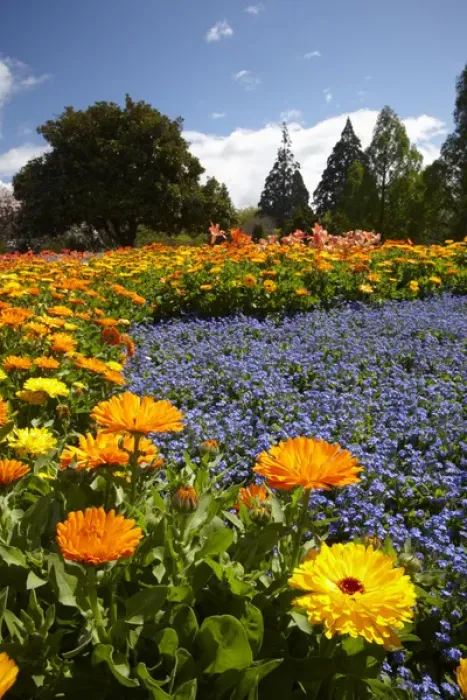 Framed Print : Spring Flowers, Pollard Park, Blenheim, Marlborough, South Island, New Zealand Framed Print : Spring Flowers, Pollard Park, Blenheim, Marlborough, South Island, New Zealand