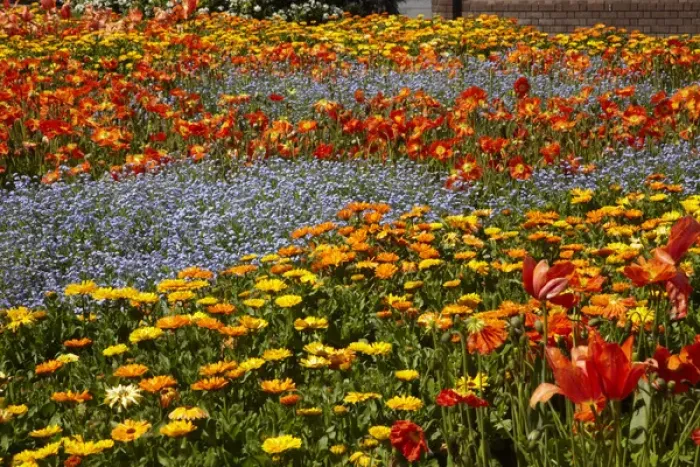 Framed Print : Spring Flowers, Pollard Park, Blenheim, Marlborough, South Island, New Zealand Framed Print : Spring Flowers, Pollard Park, Blenheim, Marlborough, South Island, New Zealand