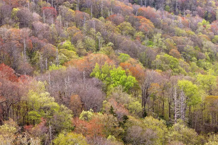 Framed Print : Spring foliage on mountain forest, Great Smoky Mountains National Park, Tennessee Framed Print : Spring foliage on mountain forest, Great Smoky Mountains National Park, Tennessee