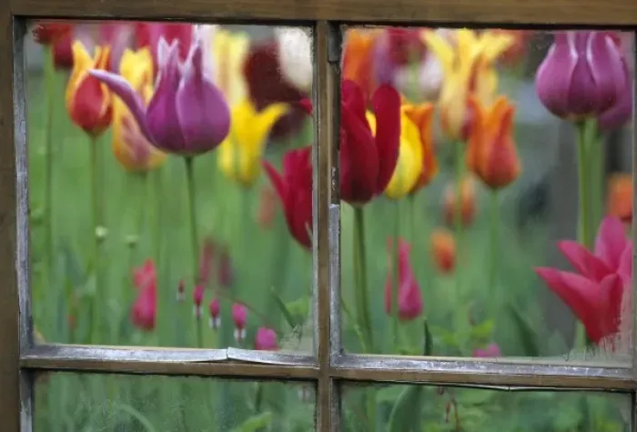 Framed Print : Spring Garden Behind Old window Framed Print : Spring Garden Behind Old window