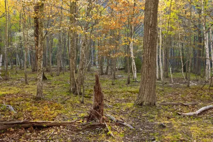 Framed Print : Spring in a hardwood forest on Mount Desert Island near Acadia National Park