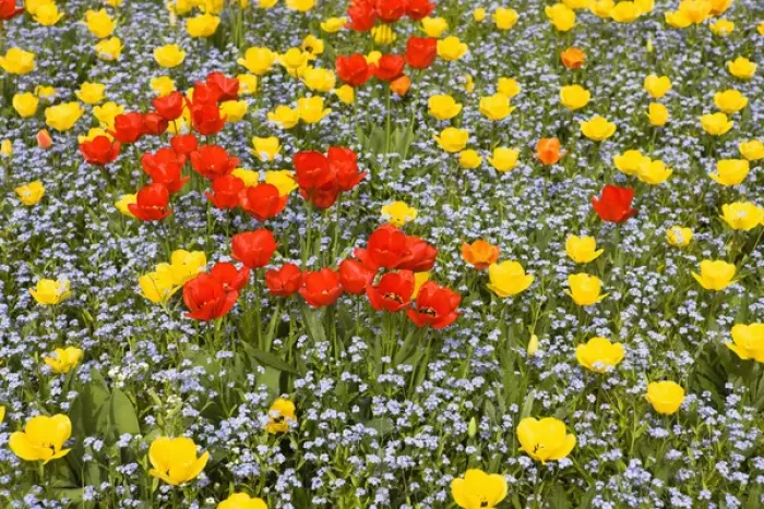 Framed Print : Spring in Herastrau Park in the City center of Bucharest. Herastrau is the biggest Framed Print : Spring in Herastrau Park in the City center of Bucharest. Herastrau is the biggest