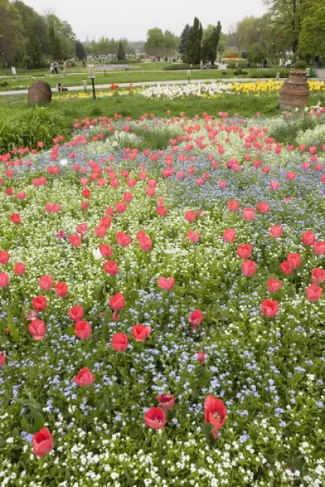 Framed Print : Spring in Herastrau Park in the City center of Bucharest. Herastrau is the biggest Framed Print : Spring in Herastrau Park in the City center of Bucharest. Herastrau is the biggest
