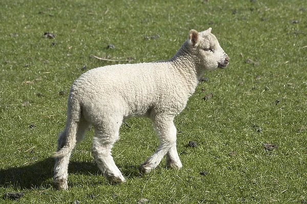 Spring lamb, Dunedin, Otago, South Island, New Zealand